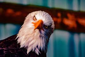 Bald Eagles fly the Cache la Poudre Daily