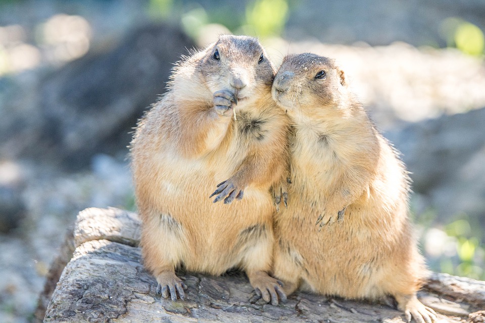 Prairie Dogs along Cache la Poudre River