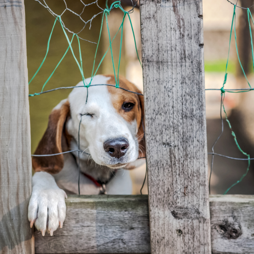 Proofing Your Home for Your Dog