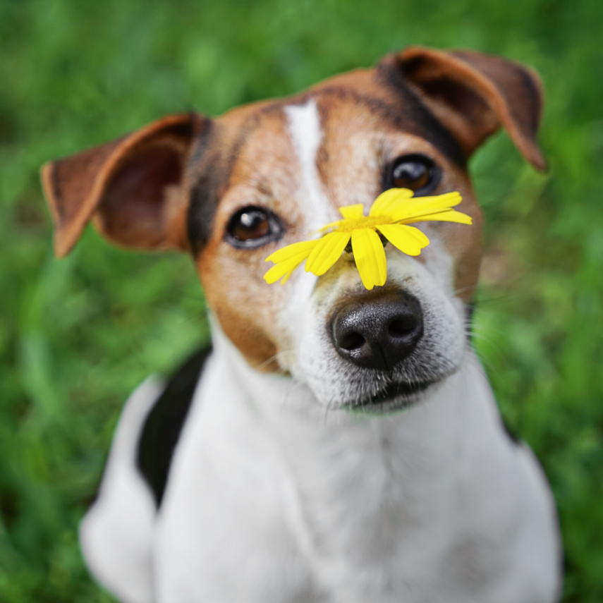 Place Mulch on Grass for Dog Spots