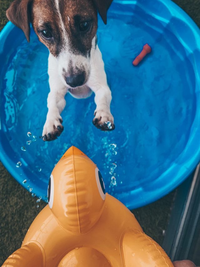 Swimming Pools are Great Fun for Your Pets