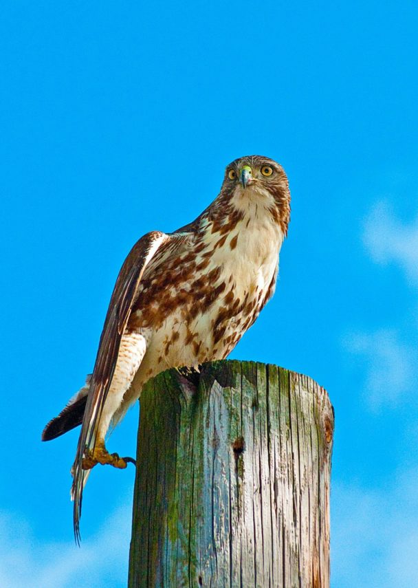 Red Tail Hawk