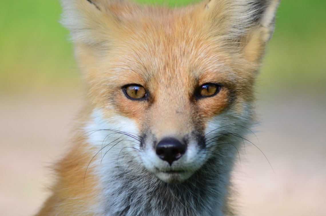 Red Fox found at Loveland Colorado Parks