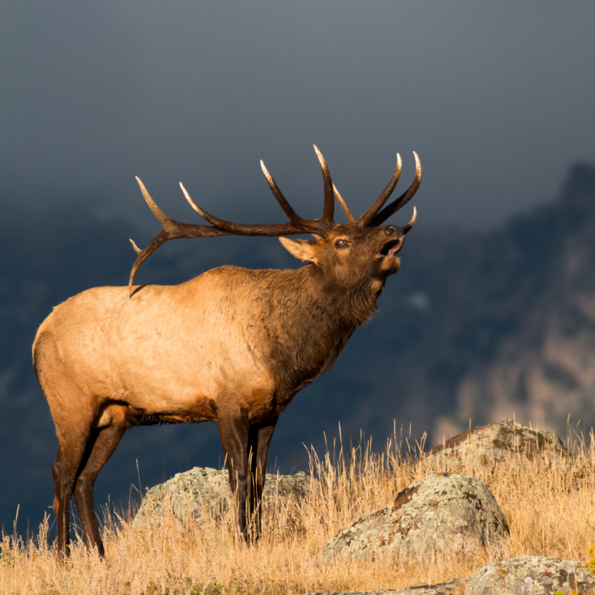 Elk are Common in NOCO