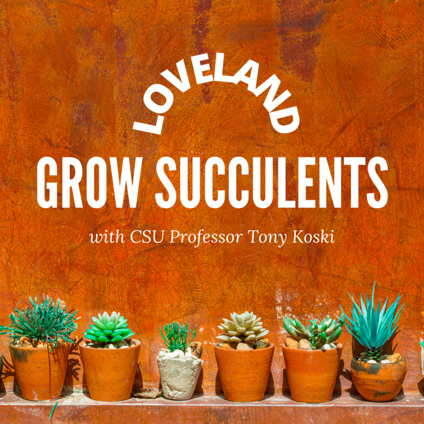 Learn to grow succulents with Tony Koski from CSU