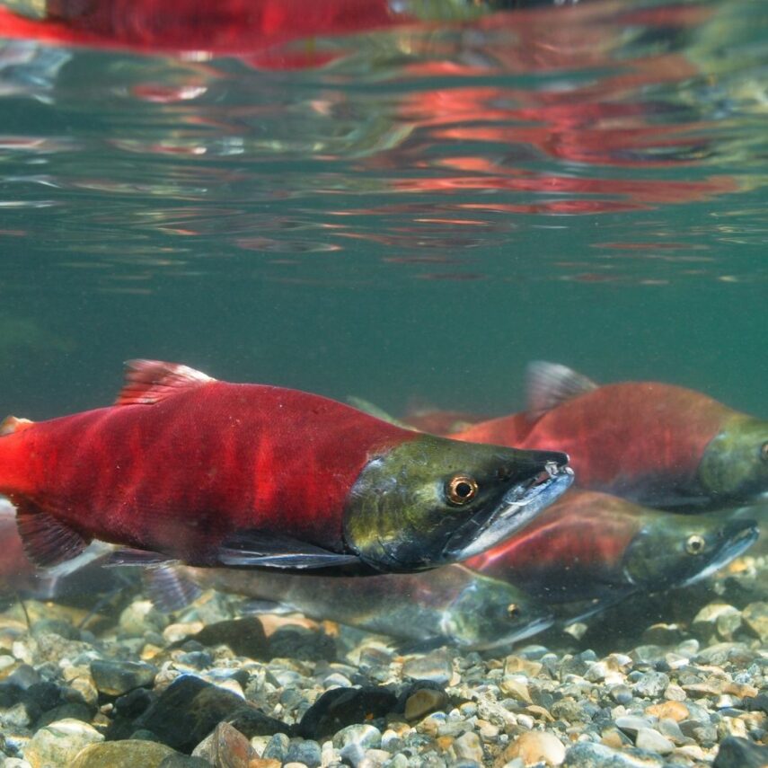Kokanee Salmon Found in Colorado