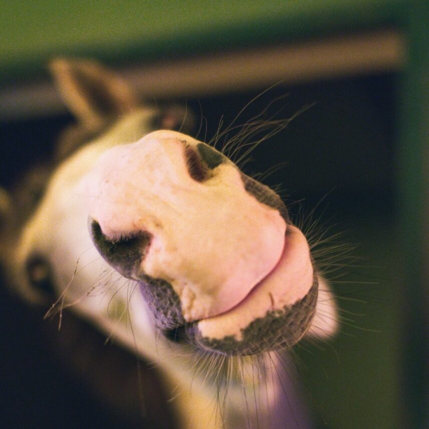 Horses in Northern Colorado