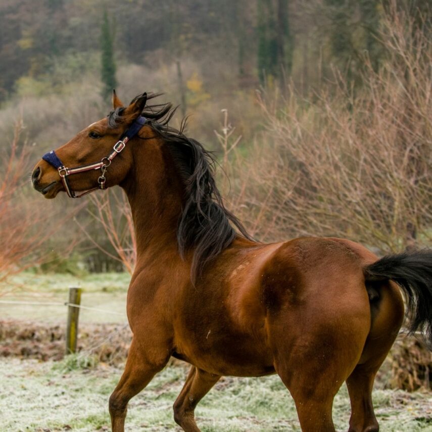 Must haves for horse barn