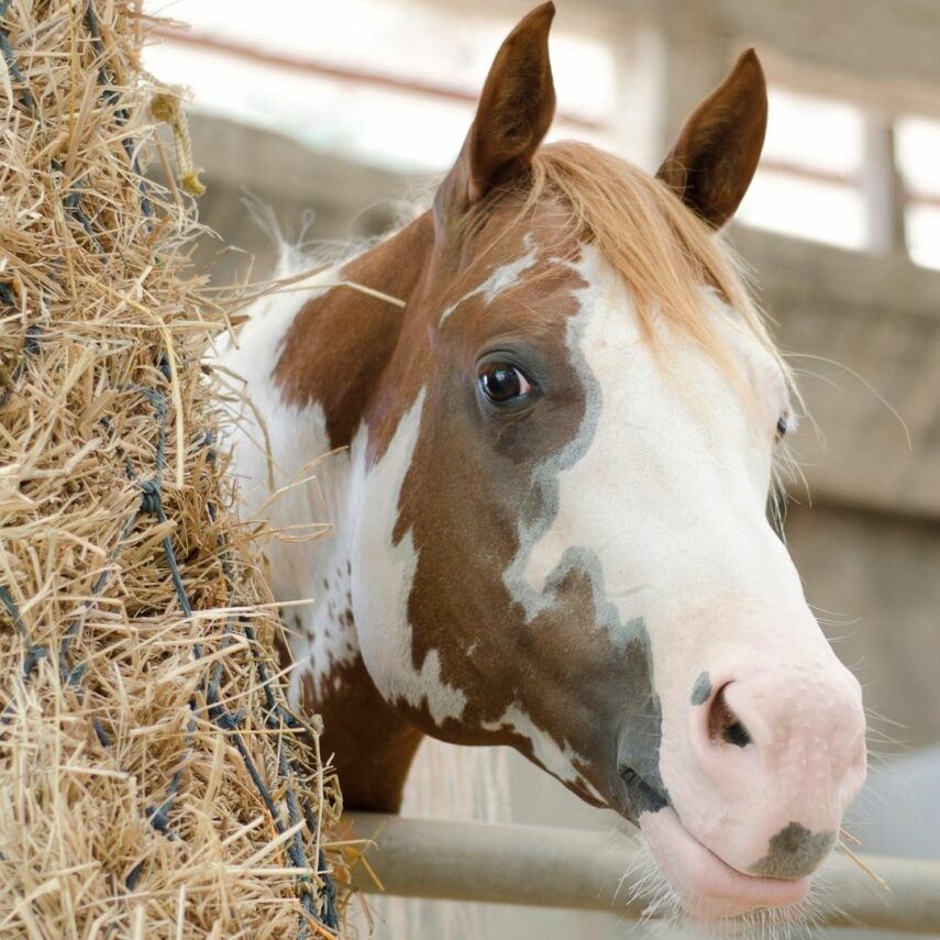 Horse in Barn 
